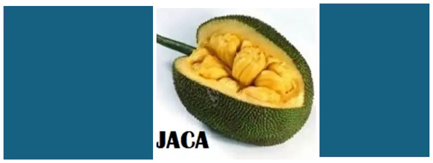 JACA, DURIAN e FRUTA-PÃO